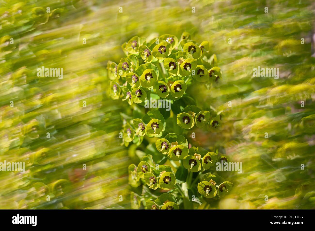 Une floraison euphorbia en premier plan se focalisa sur un fond de flou de mouvement de fleurs se déplaçant dans le vent. Banque D'Images