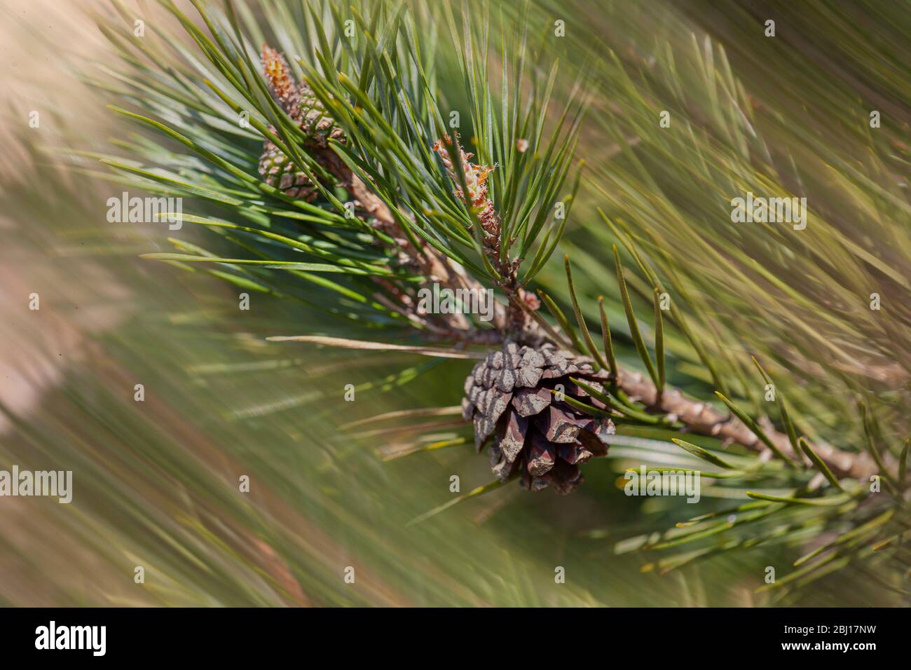 Une branche de pin écossais avec cône de pin en focus au premier plan avec flou de mouvement des branches se déplaçant dans le vent en arrière-plan. Banque D'Images
