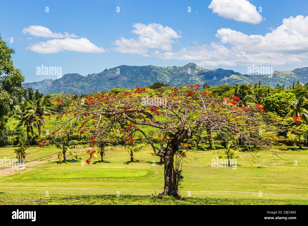 Arbre de régia Delonix, une espèce de plante à fleurs de la famille des haricots Fabaceae, sous-famille Caesalpinioae; avec la montagne géante endormie dans le bac Banque D'Images