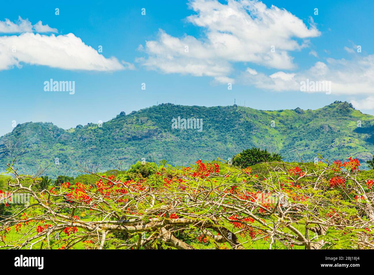 Arbre de la régie de Delonix, une espèce de plante à fleurs dans la famille des haricots; avec la montagne géante endormie en arrière-plan. Banque D'Images
