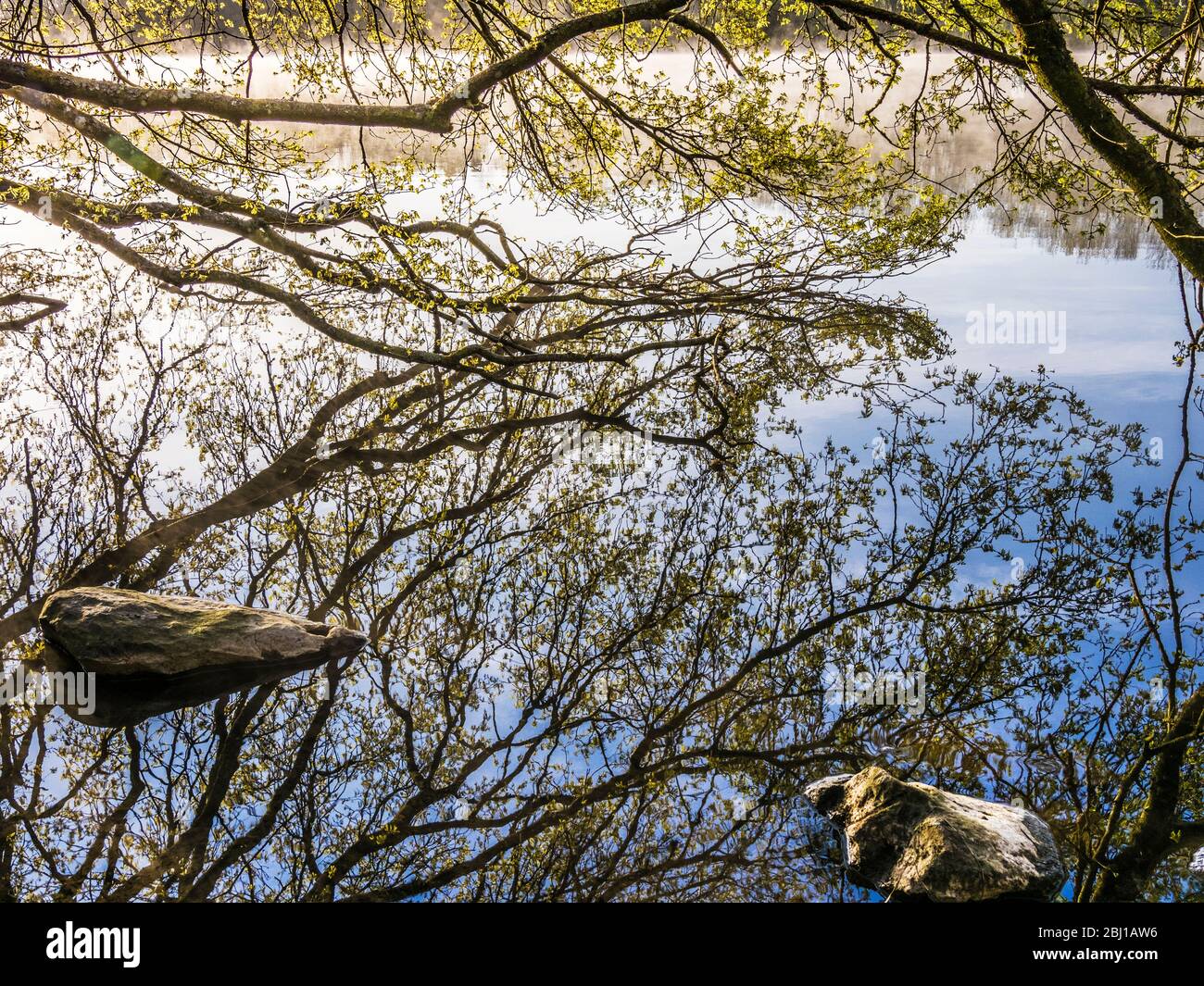 La branche d'un arbre et sa réflexion dans l'eau encore d'un lac. Banque D'Images