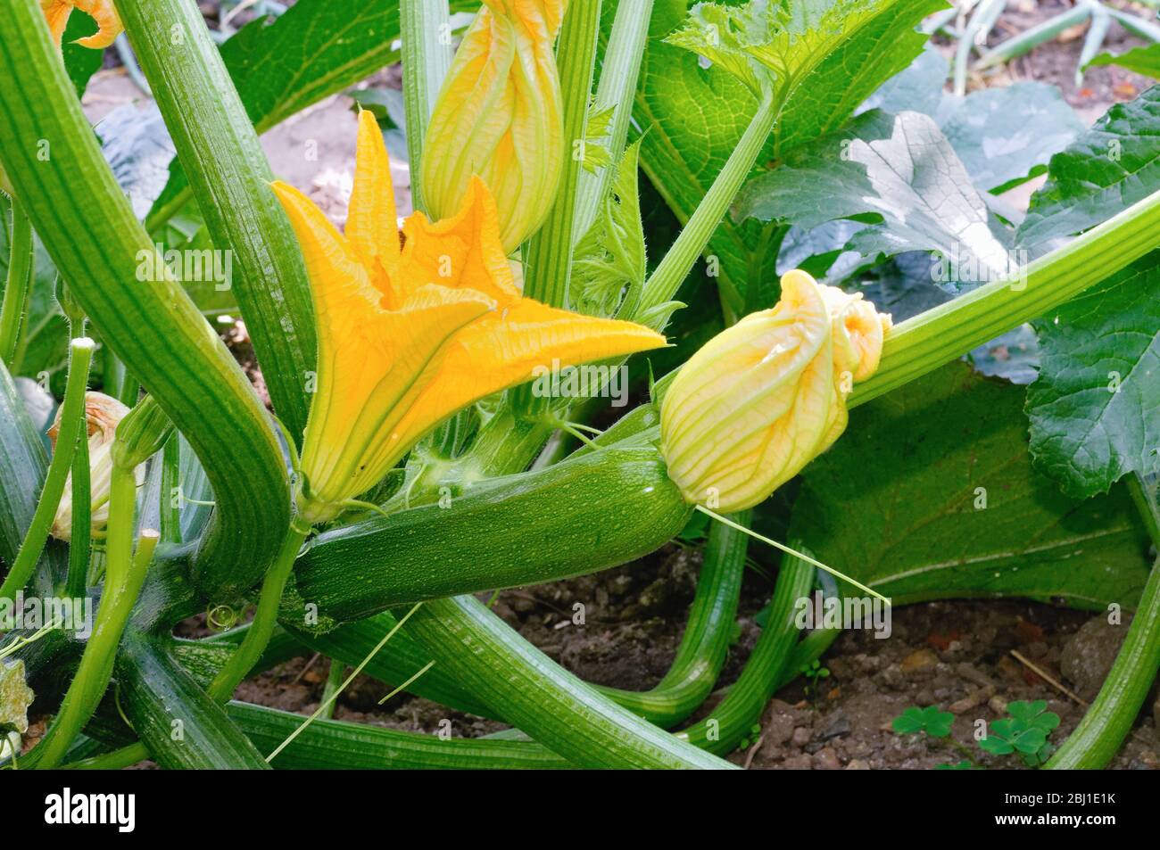 Une courgette verte avec une tête de fleur jaune qui pousse un potager de jardin. Banque D'Images