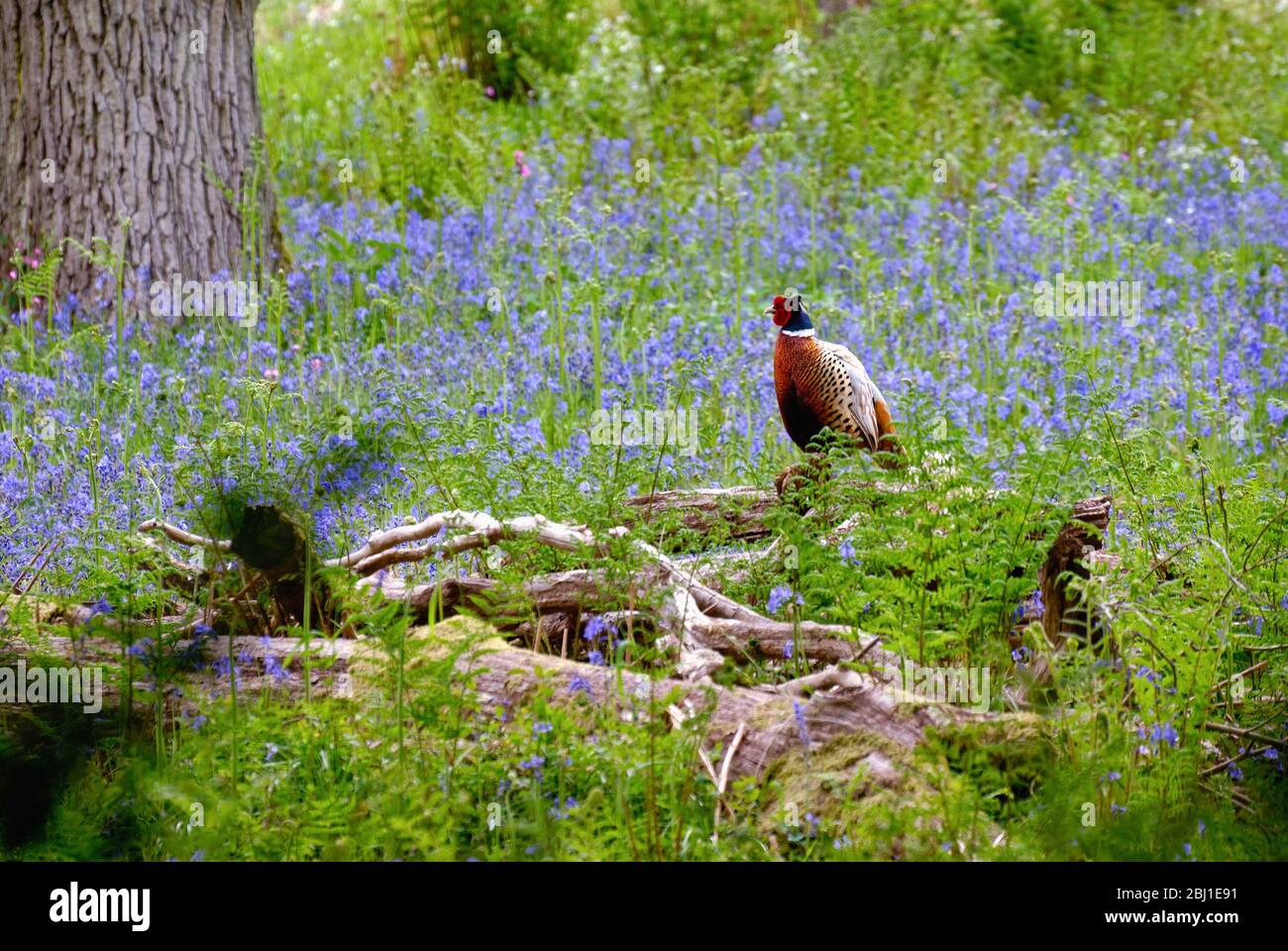 Un mâle Red Pheasant, Phasianus colchicus, assis sur un bois parmi bluebell et les fougères, Surrey Hills Angleterre Royaume-Uni Banque D'Images