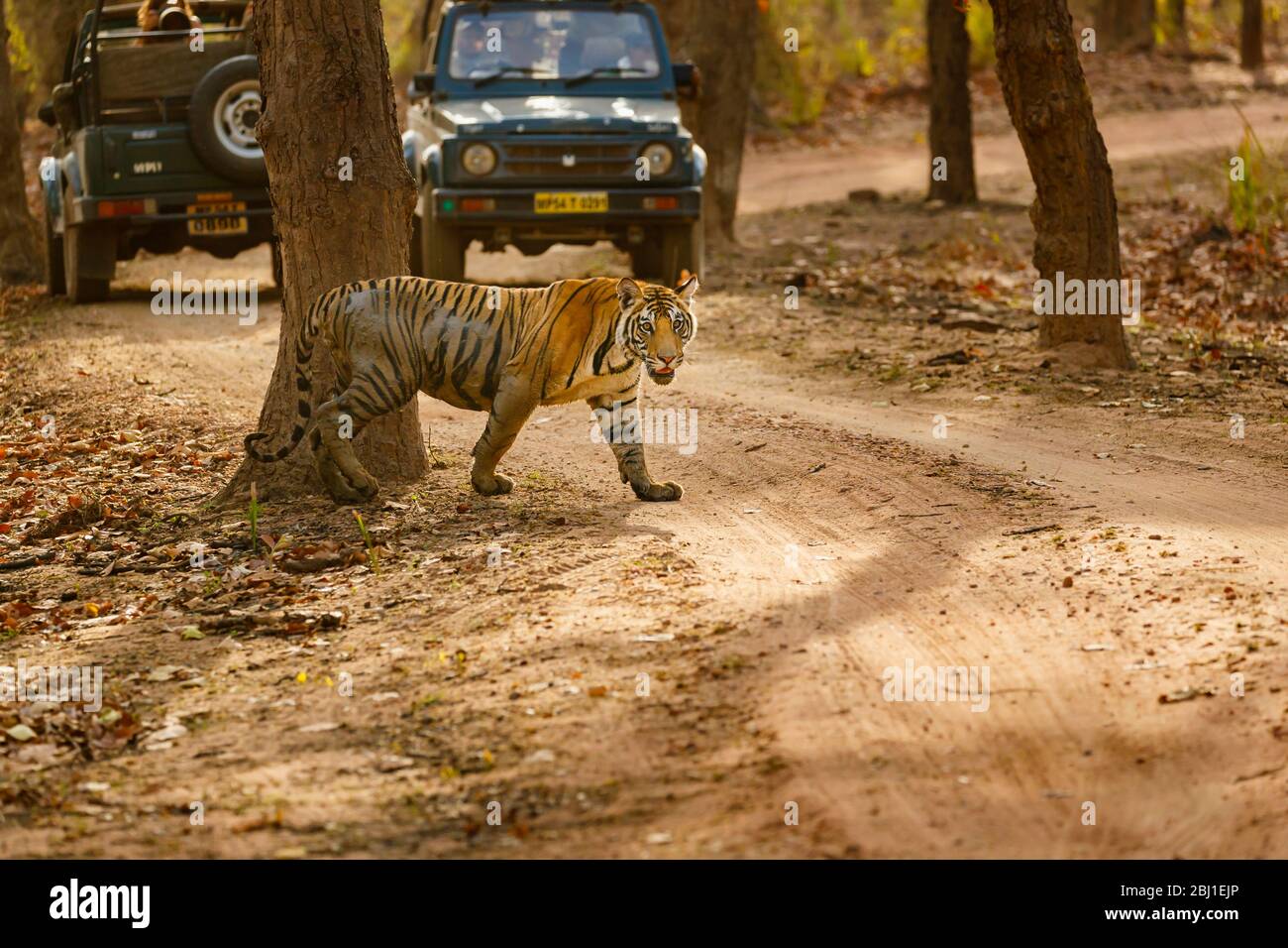 Un tigre bengal (Panthera tigris) traverse une piste devant des véhicules de safari, le parc national de Bandhavgarh, Madhya Pradesh, au centre de l'Inde Banque D'Images