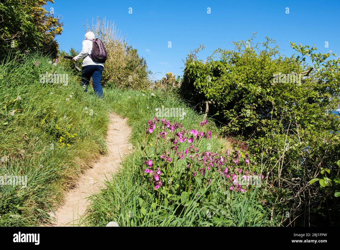 Fleurs sauvages qui poussent le long du sentier côtier avec une femme senior qui marchent loin. Benllech, Île d'Anglesey, Pays de Galles du Nord, Royaume-Uni, Grande-Bretagne Banque D'Images