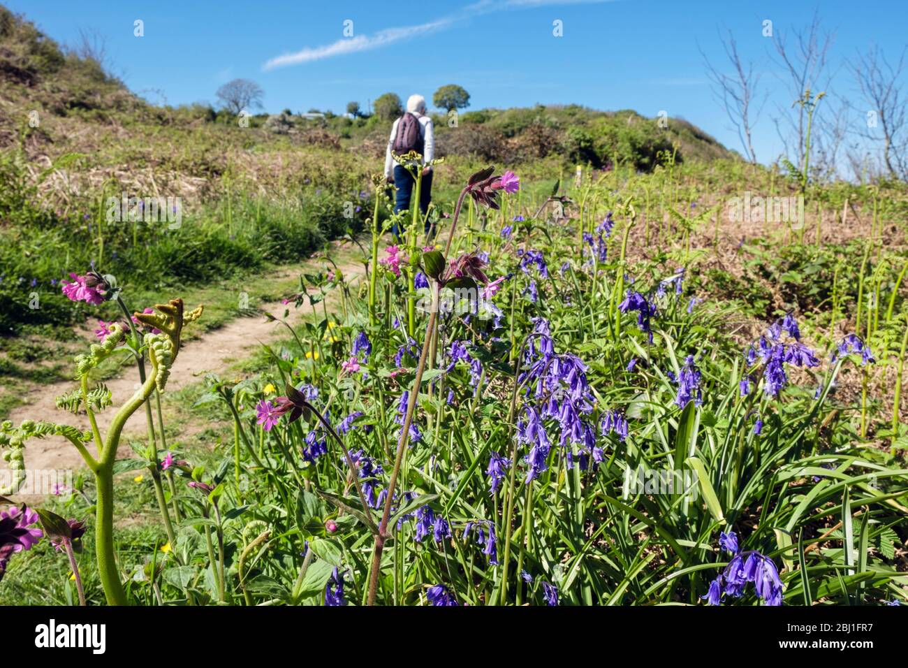 Bluebells poussant dans la campagne le long de la promenade côtière avec un marcheur à pied loin au printemps. Benllech, Île d'Anglesey, Pays de Galles du Nord, Royaume-Uni, Grande-Bretagne Banque D'Images