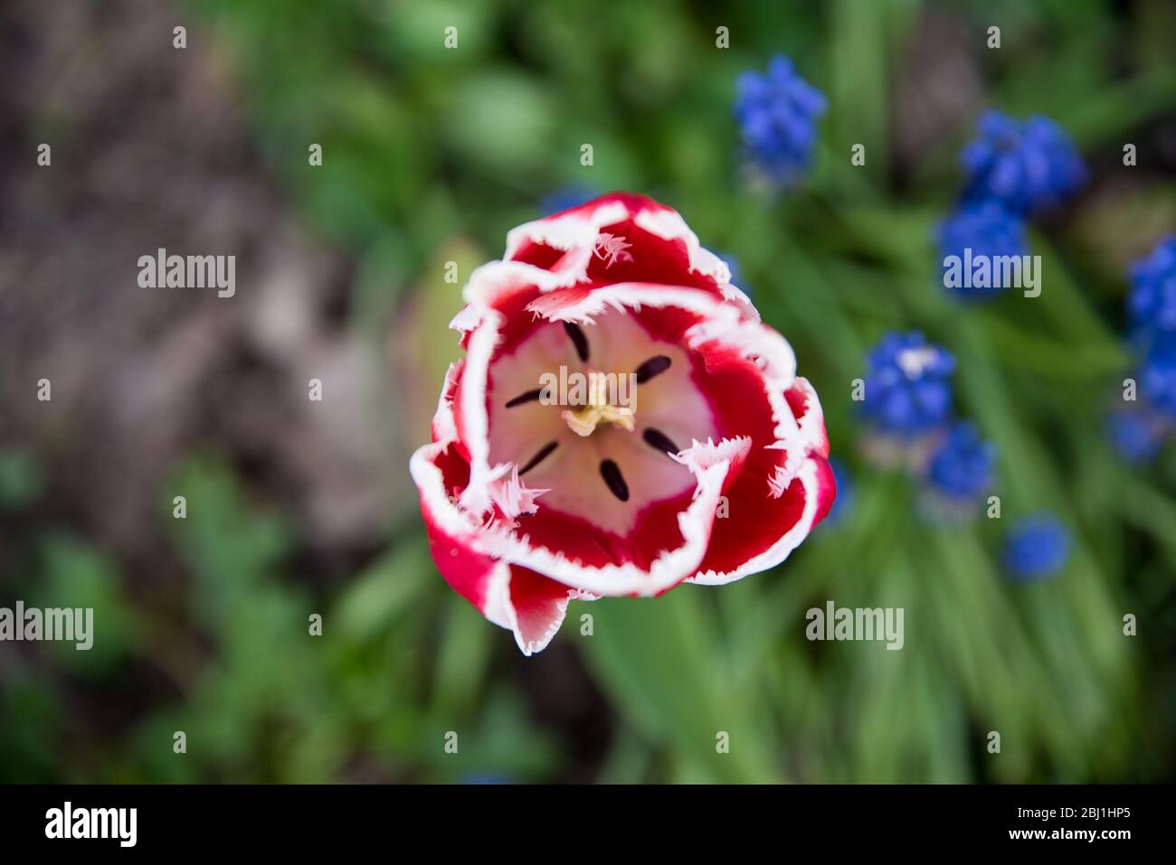 Tulip près d'en haut Banque D'Images