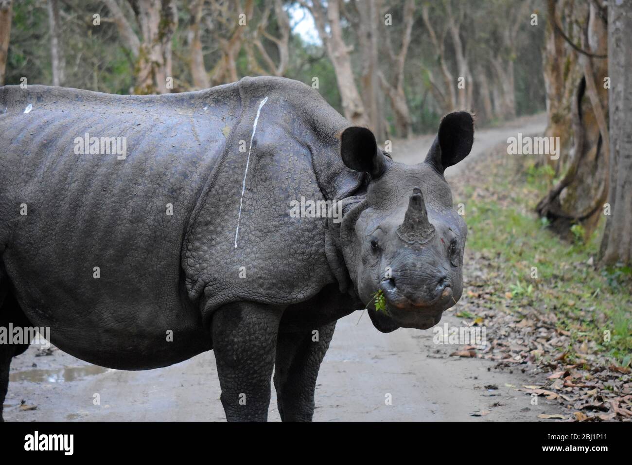 Rhinocéros indien en voie de disparition Banque D'Images