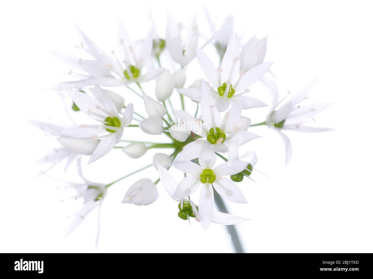 Une tête de fleur d'ail sauvage (allium ursinum), sur fond blanc, prise en studio. Banque D'Images