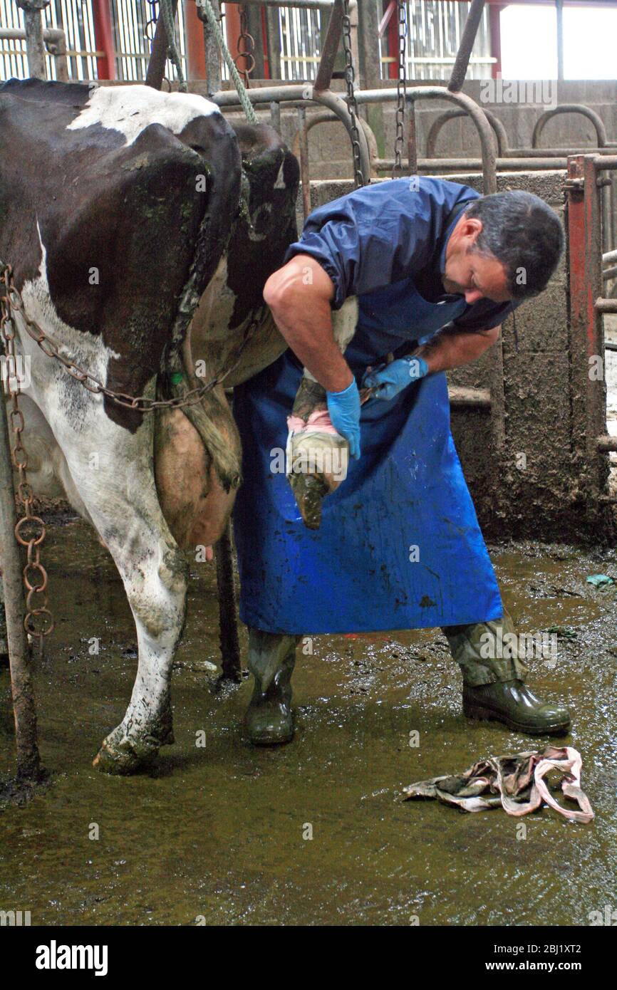 VET assiste au hof infecté de vache dans le lâcheté Banque D'Images