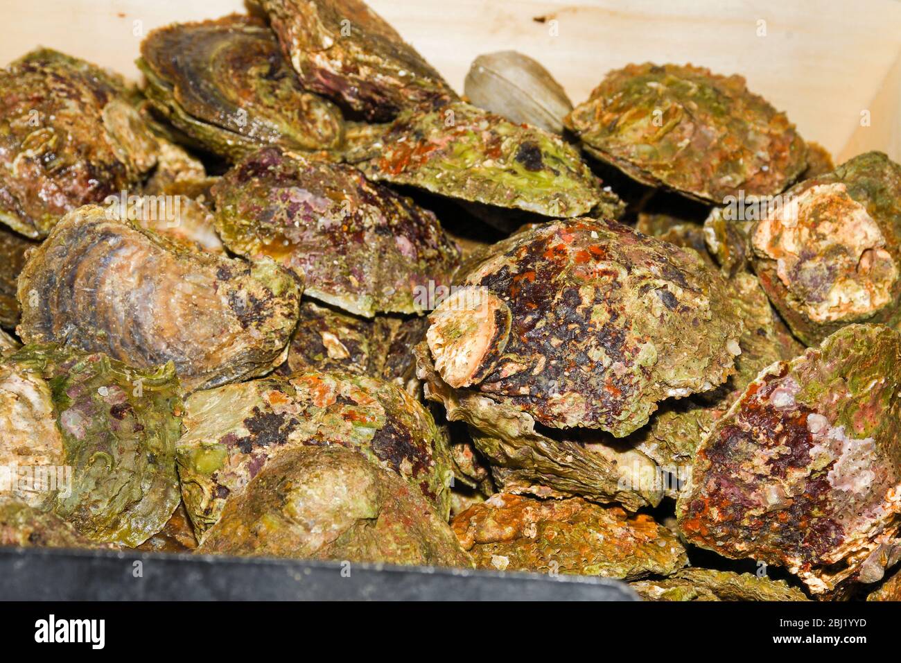 Huitres Dans L Eau Banque D Image Et Photos Page 7 Alamy