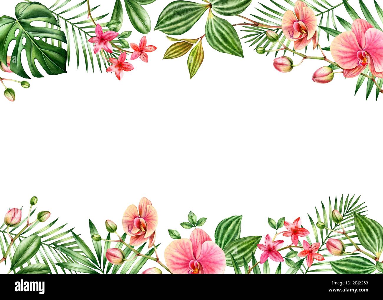 Fond fleuri aquarelle. Cadre horizontal avec emplacement pour le texte. Bords floraux sur le dessus et le bas. Fleurs d'orchidée rouge et palmier, feuilles de monstère Banque D'Images