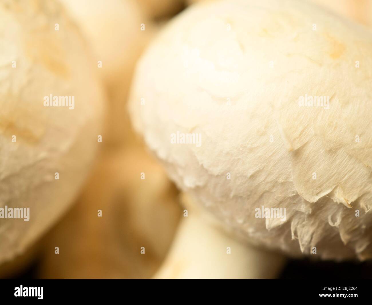 Gros plan de champignons blancs en forme de tasse fermés Banque D'Images