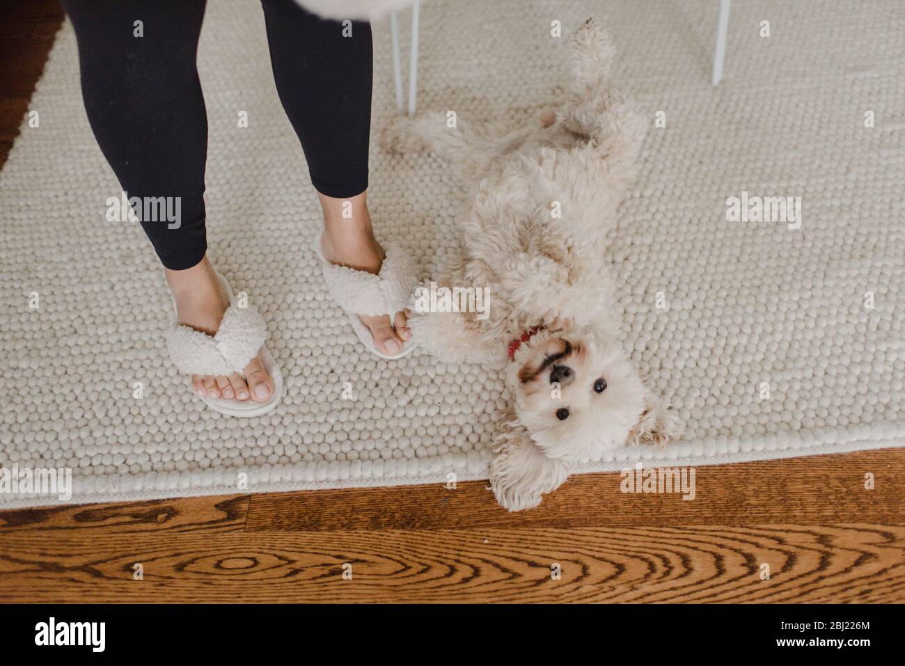 Vue en grand angle d'un chien blanc moelleux allongé sur un tapis couleur crème, femme dans des pantoufles debout à côté de lui. Banque D'Images