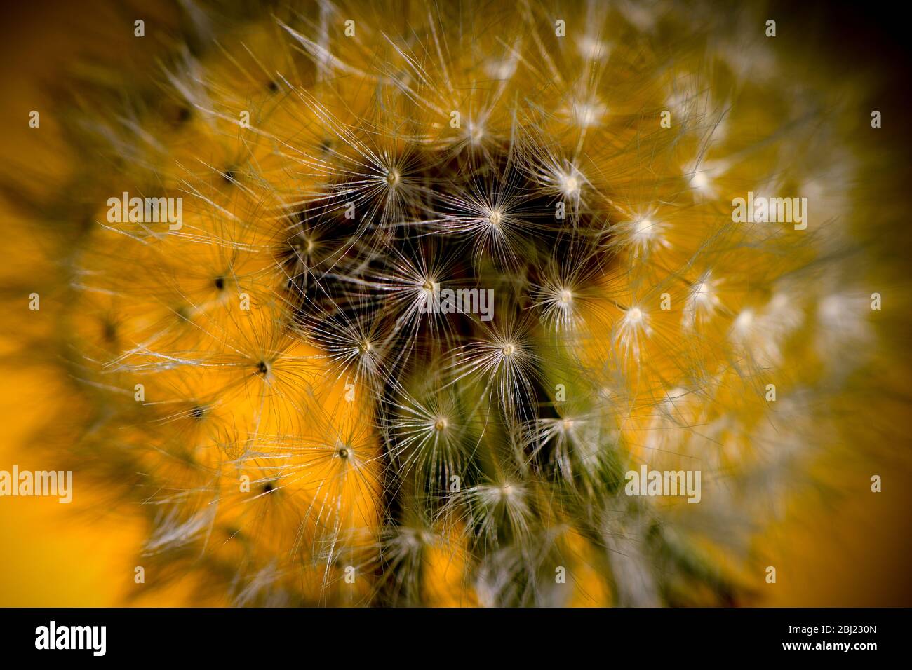 Dandelion a photographié des bouquets avec un fond jaune printemps Banque D'Images