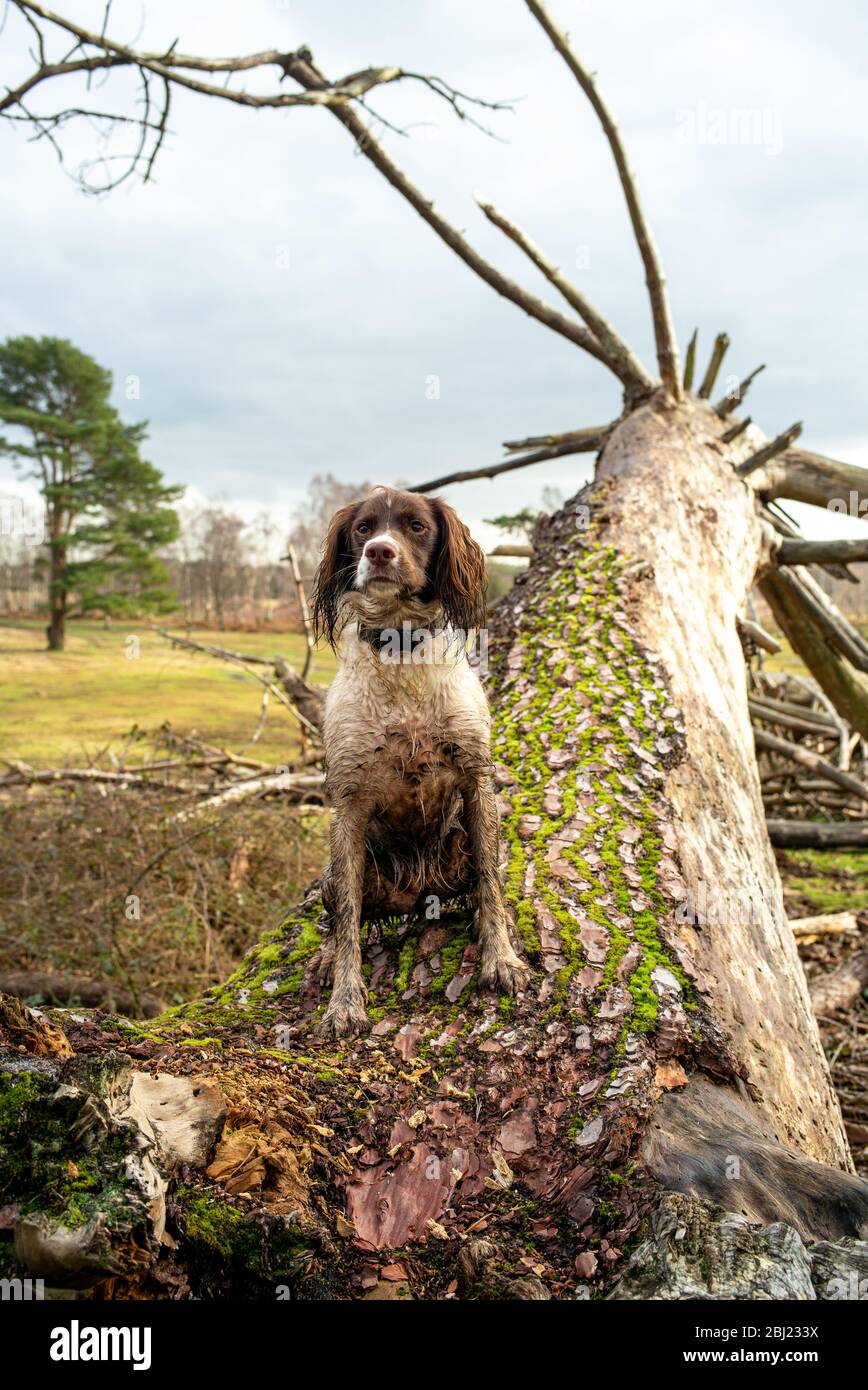 Un épagneul Springer anglais est un épagneul qui attire l'attention sur un arbre tombé dans un cadre rural. Banque D'Images