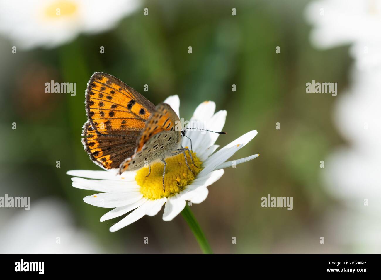 Gros plan d'un papillon sur une fleur blanche Banque D'Images