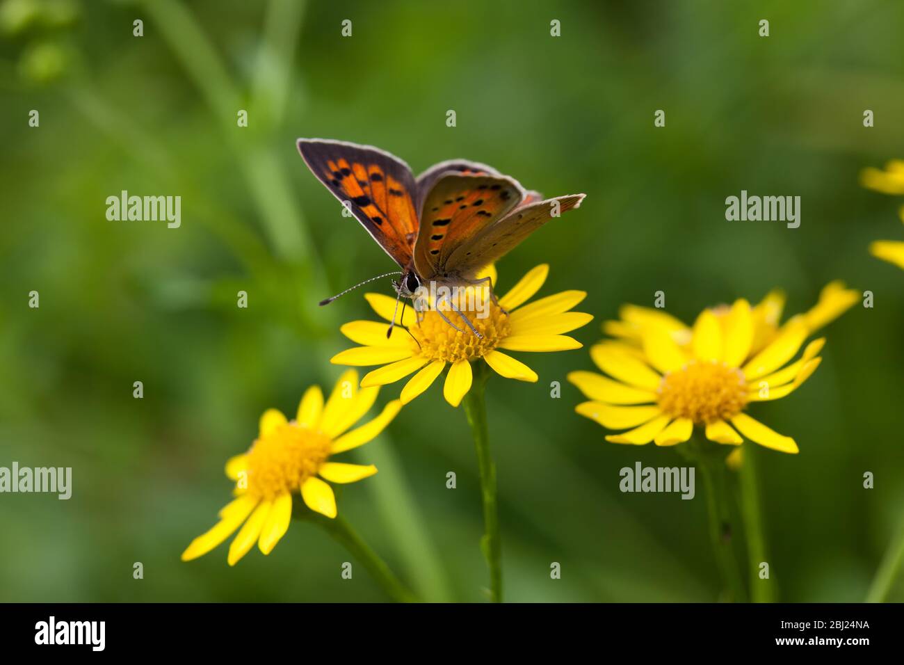 Gros plan d'un papillon sur une fleur jaune Banque D'Images