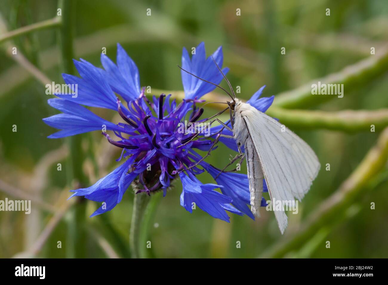 Gros plan d'un papillon blanc sur une fleur bleue Banque D'Images
