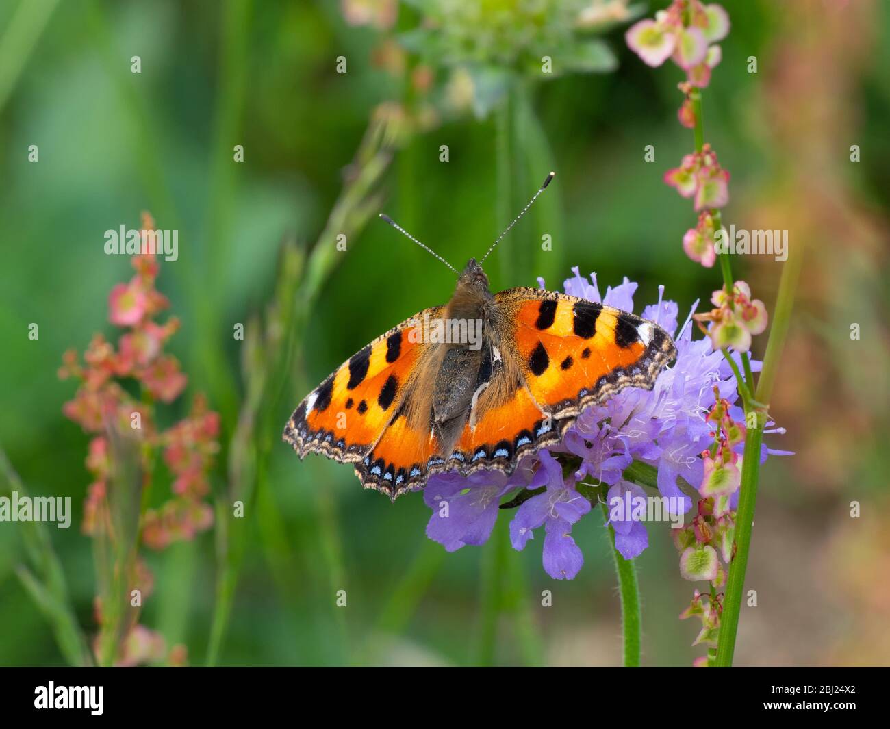 Gros plan d'une fleur violette papillon n Banque D'Images