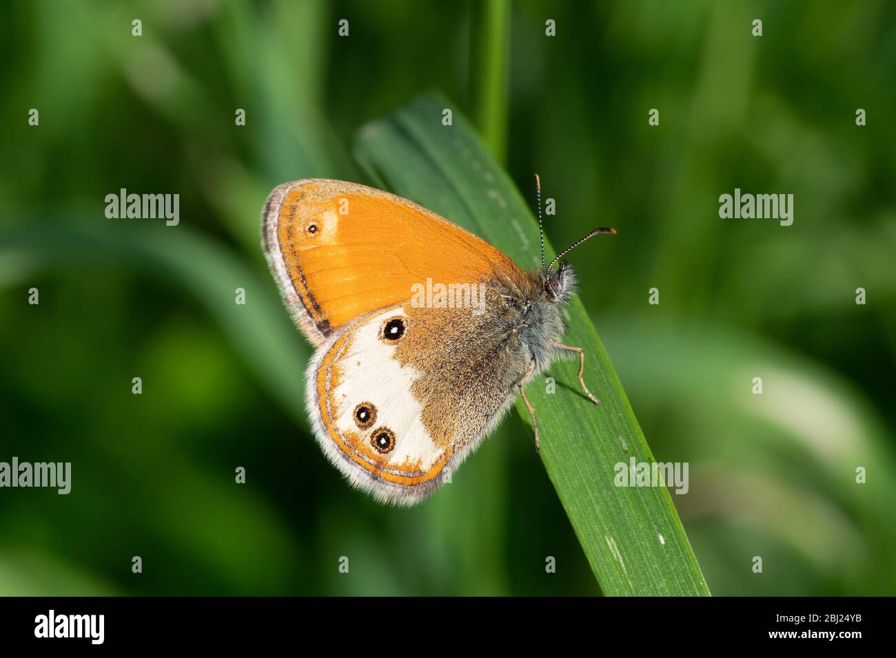 Gros plan d'un papillon dans l'herbe Banque D'Images