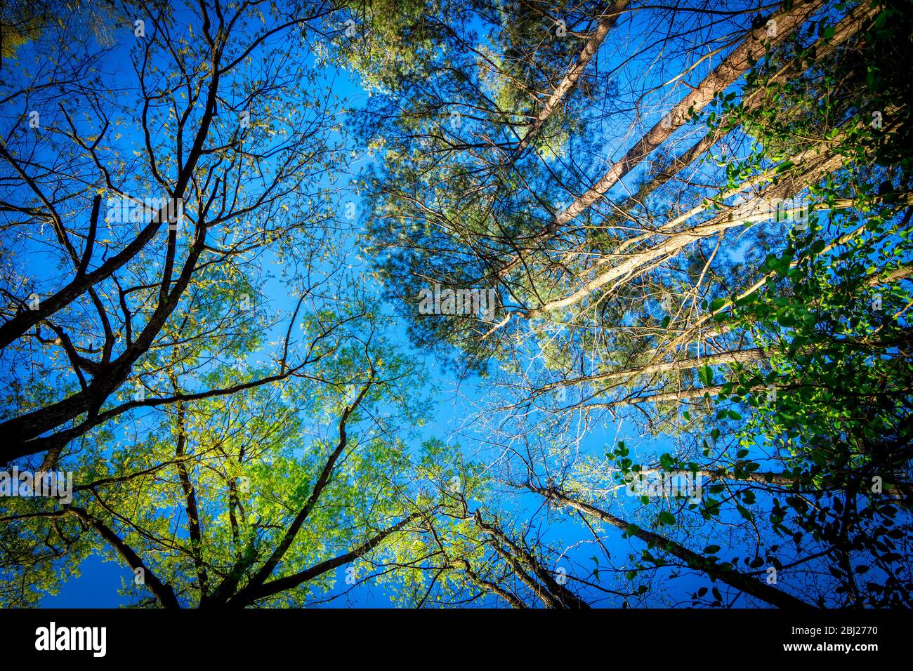 Regarder les arbres sur une journée claire en Caroline du Nord avec un ciel bleu en arrière-plan Banque D'Images