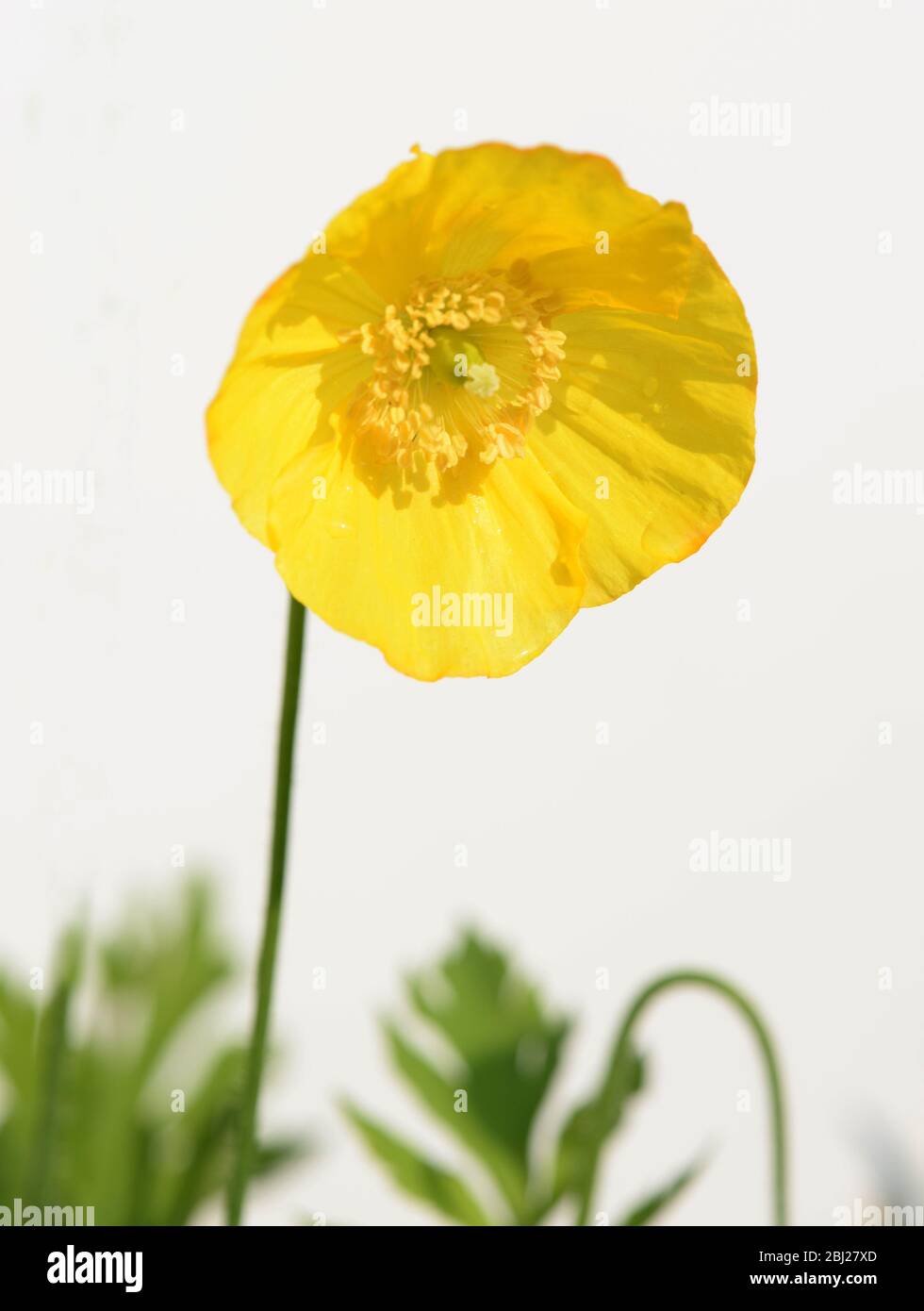 Le coquelicot gallois fleuri jaune, Menocopsis Cambrica photographié dans le jardin. Une feuille de papier blanc ou de carte a été utilisée pour éclairer l'usine. Banque D'Images