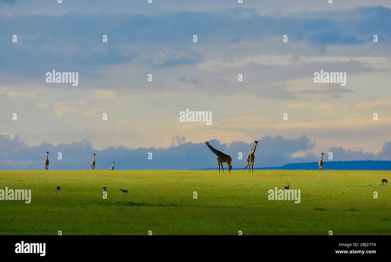 Coucher de soleil sur les plaines de la réserve de Mara près de la porte de la rivière Talek, Kenya Banque D'Images