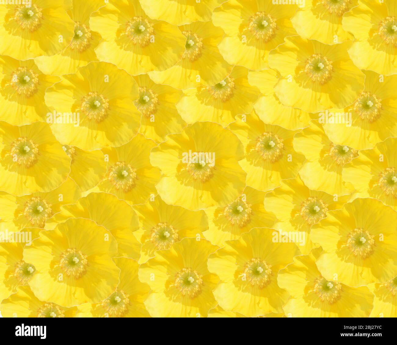 La couleur jaune. Montage de fleurs du coquelicot gallois, Menocopsis Cambrica. Photographie de jardin. Banque D'Images