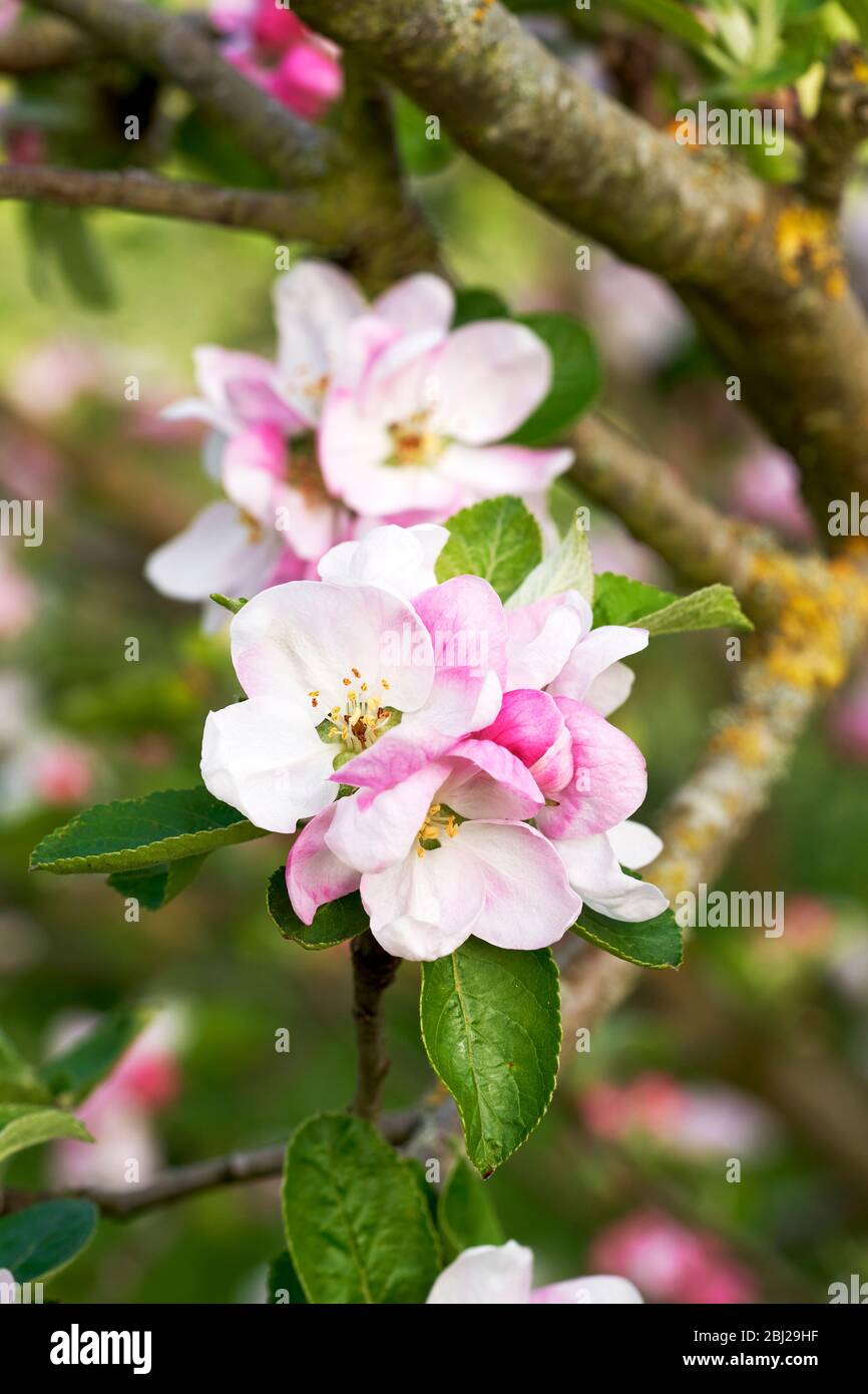 Fleurs de pommier roses et blanches Banque D'Images