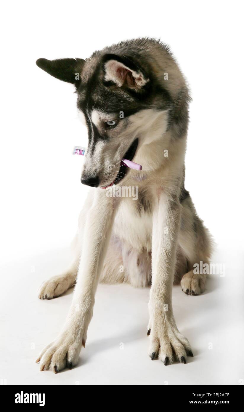 Magnifique chien de huskies avec brosse à dents sur fond gris Banque D'Images