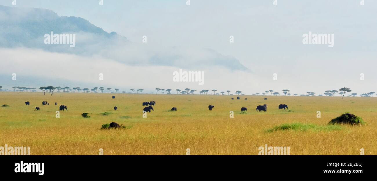 Éléphants africains dans le triangle de Mara avec escarpement de Sirian en arrière-plan, Kenya Banque D'Images