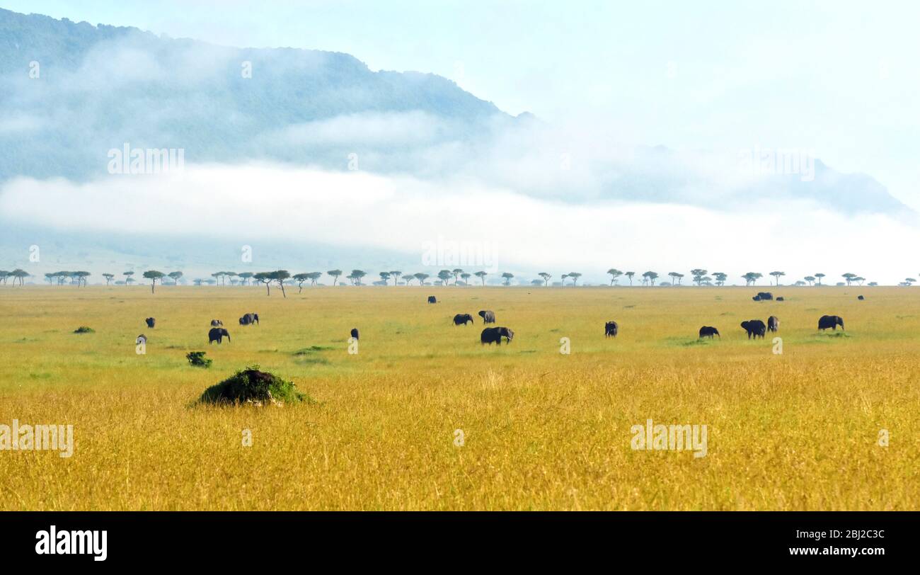 Éléphants africains dans le triangle de Mara avec escarpement de Sirian en arrière-plan, Kenya Banque D'Images