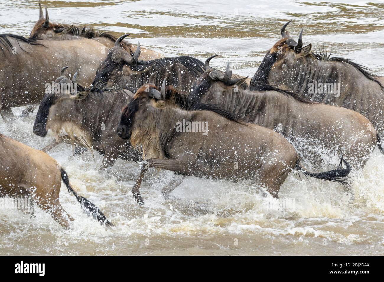 Bleu wildebeest, brindled gnu (Connochaetes taurinus) traversant la rivière Mara pendant la grande migration, Parc national Serengeti, Tanzanie. Banque D'Images