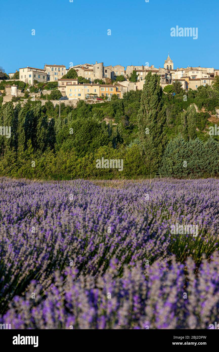 Soleil nocturne sur le village médiéval de Sault au-dessus d'un champ de lavande, Provence-Alpes-Côte d'Azur, France Banque D'Images