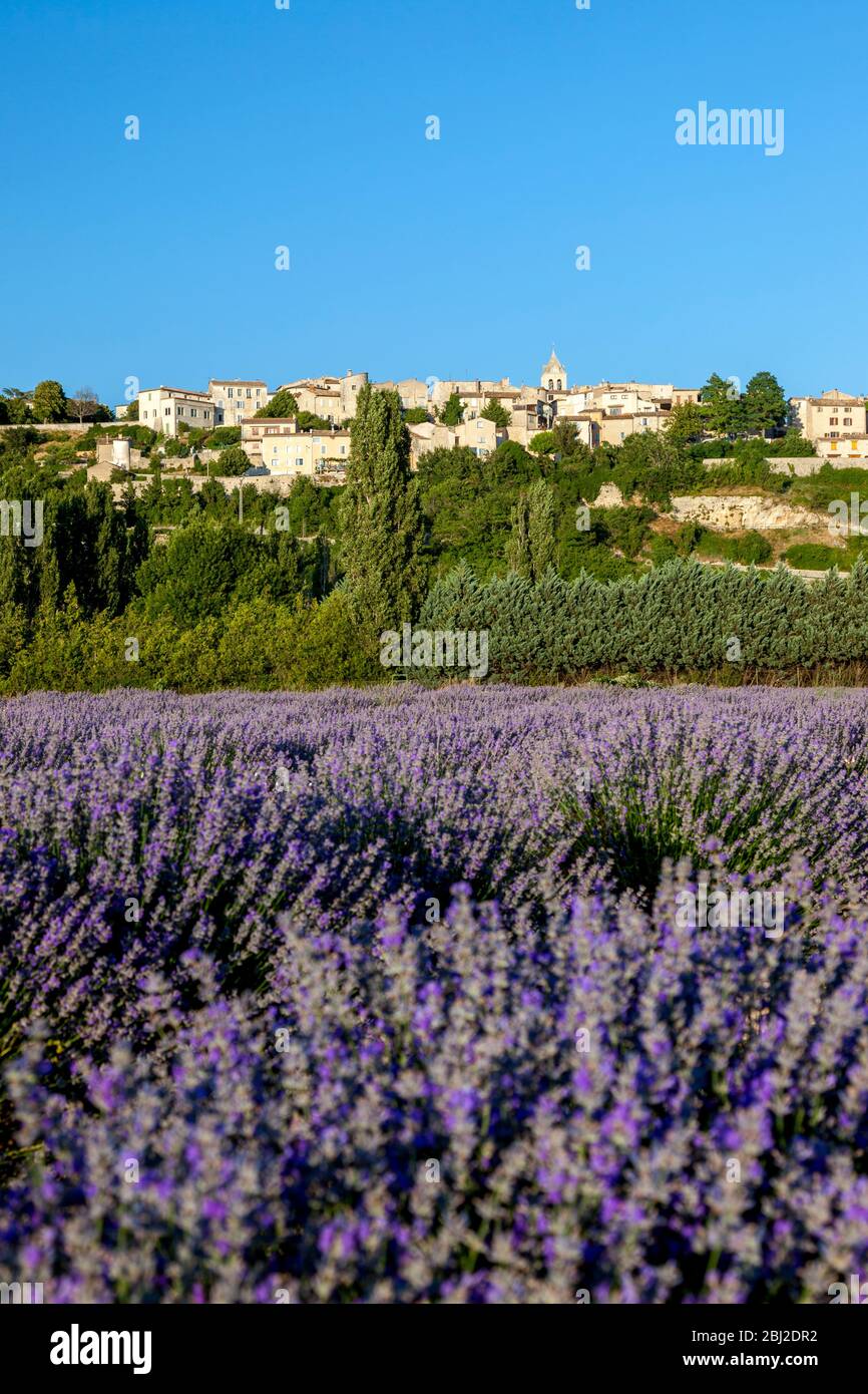 Soleil nocturne sur le village médiéval de Sault au-dessus d'un champ de lavande, Provence-Alpes-Côte d'Azur, France Banque D'Images