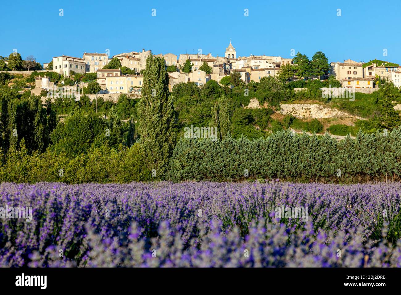 Soleil nocturne sur le village médiéval de Sault au-dessus d'un champ de lavande, Provence-Alpes-Côte d'Azur, France Banque D'Images