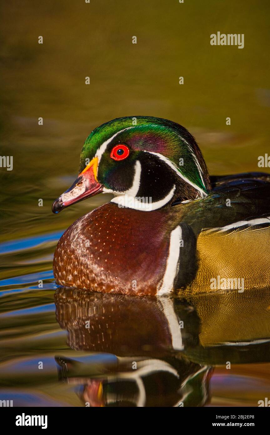 Portrait coloré de canard en bois (Aix-parrainage) avec réflexion Banque D'Images