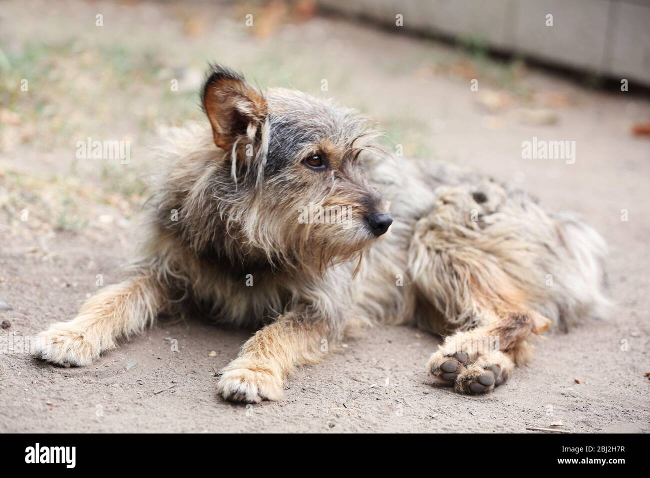 Mongrel dog outdoors Banque D'Images
