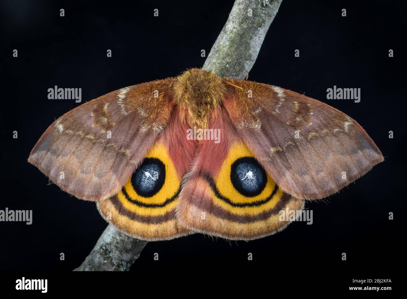 IO Moth, femme, Automeris IO Banque D'Images