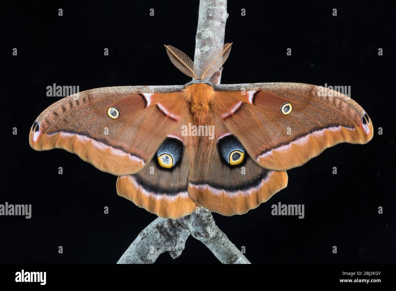 Polyphemus Moth, Antheraea polyphemus, contre un fond noir Banque D'Images