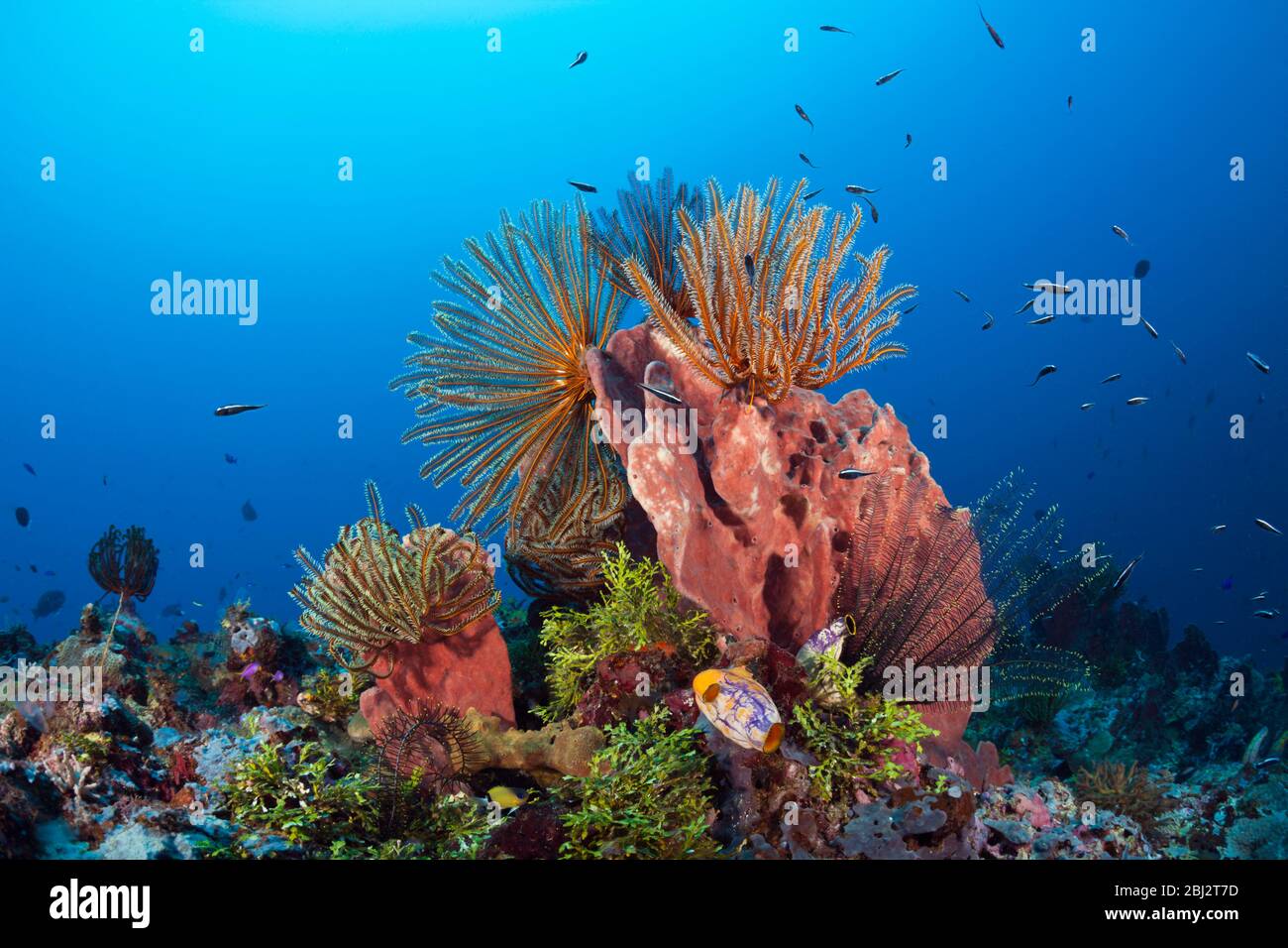 Les crinoïdes de Coral Reef, Comanthina schegeli, Kimbe Bay, Nouvelle-Bretagne, Papouasie-Nouvelle-Guinée Banque D'Images