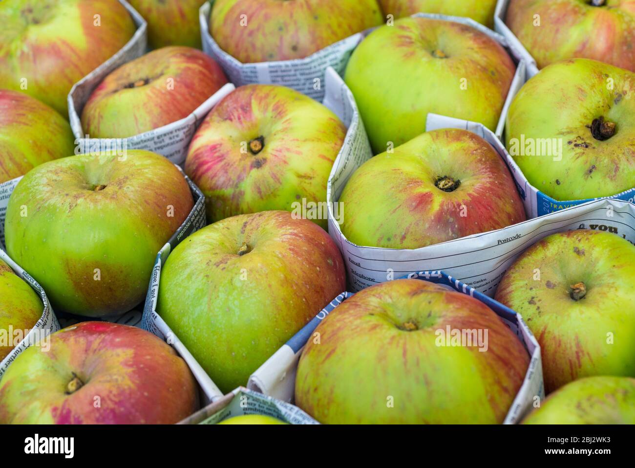 Des pommes de cuisson Bramley ont été violées dans un journal pour protection. Banque D'Images