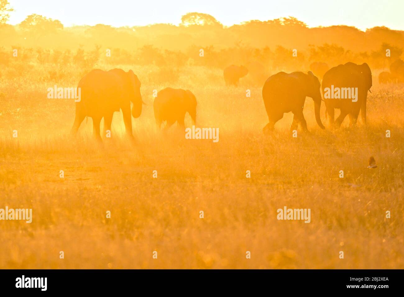 Des éléphants qui brûllaient la poussière au trou d'eau. Coucher de soleil dans le parc national de Hwange, Afrique du Sud Banque D'Images