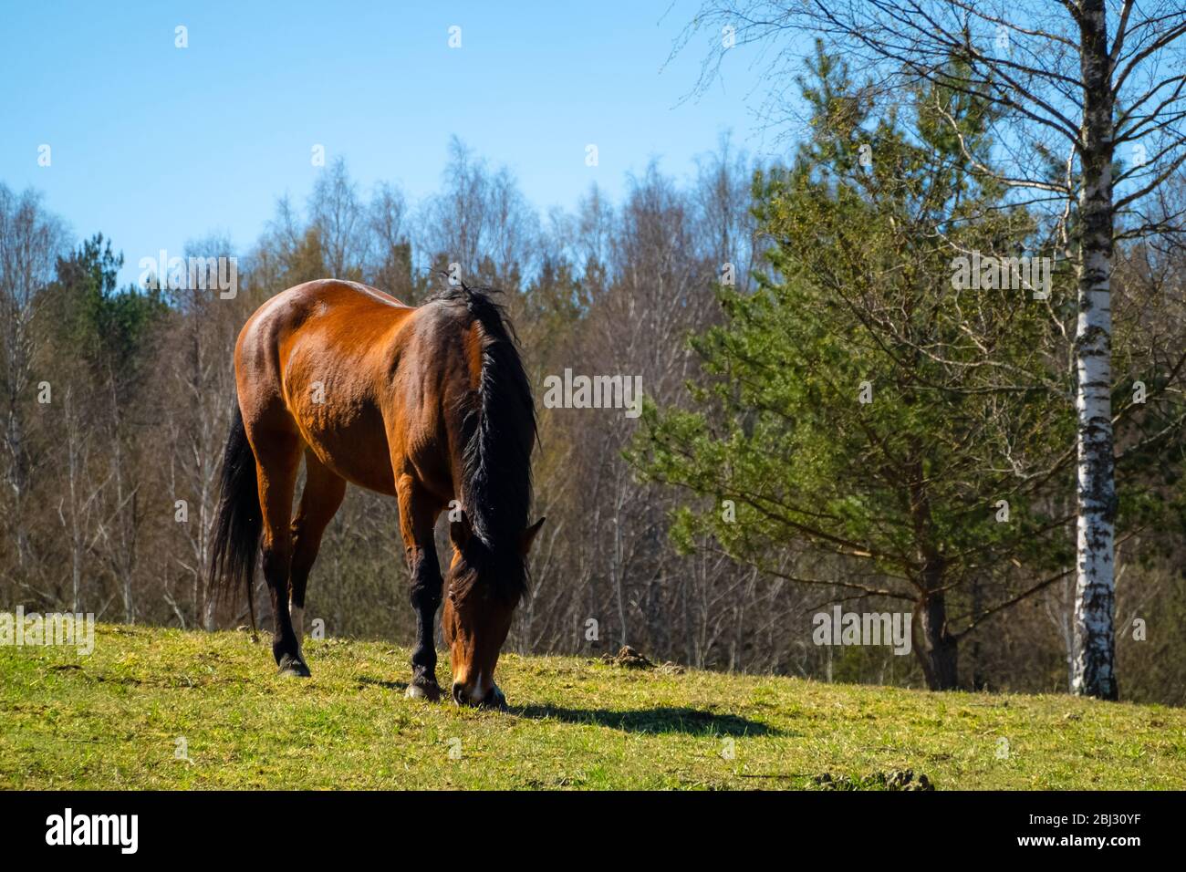 Cheval brun mangeant de l'herbe sur la terre de la ferme une journée ensoleillée. Un gazage à cheval au Ranch dans la campagne Banque D'Images