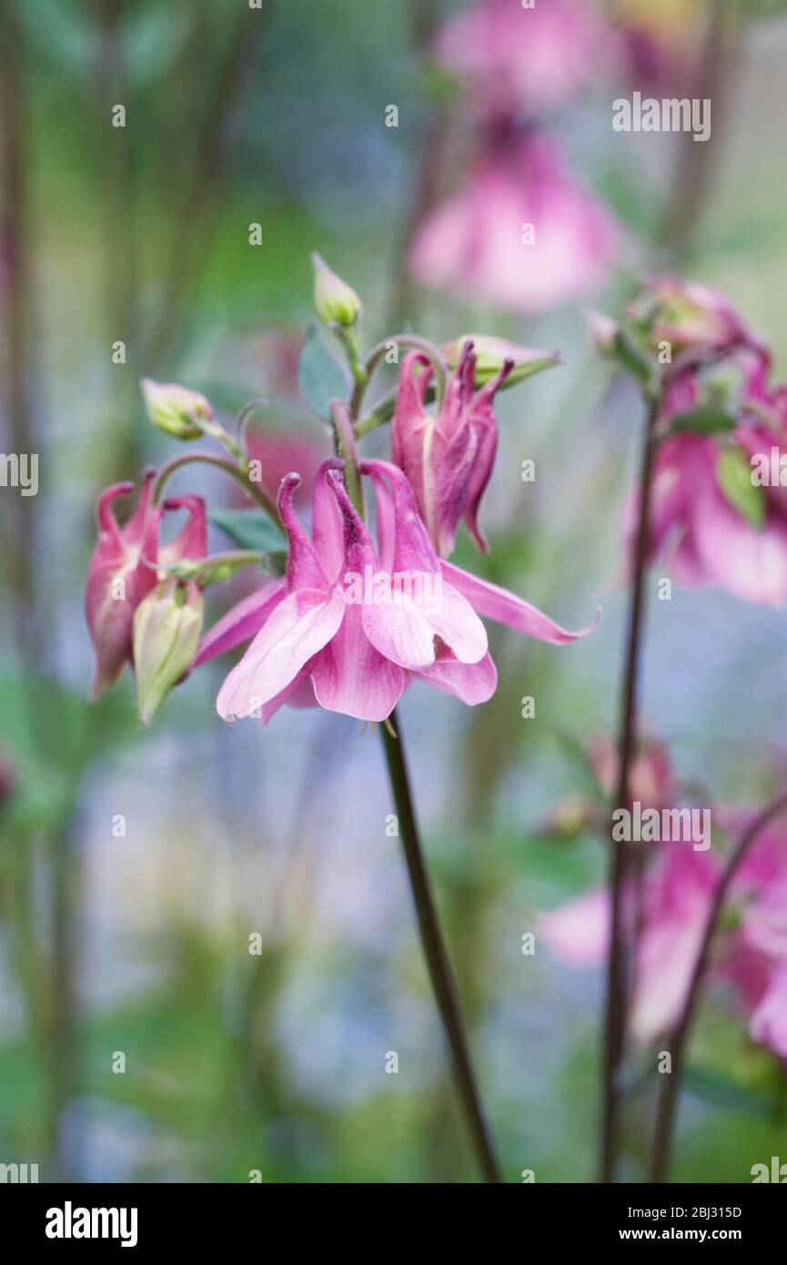 Aquilegia vulgaris la floraison au printemps. Banque D'Images