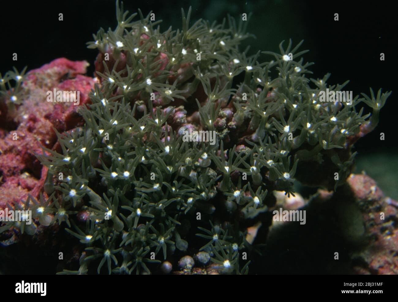 Gants verts polypes, Clavularia virids Banque D'Images