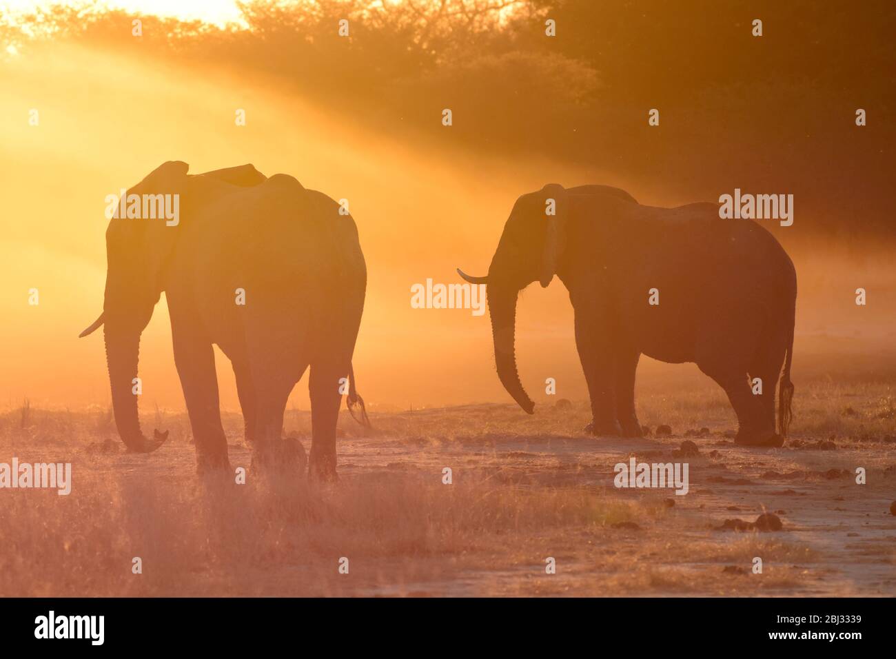 Des éléphants qui brûllaient la poussière au trou d'eau. Coucher de soleil dans le parc national de Hwange, Afrique du Sud Banque D'Images