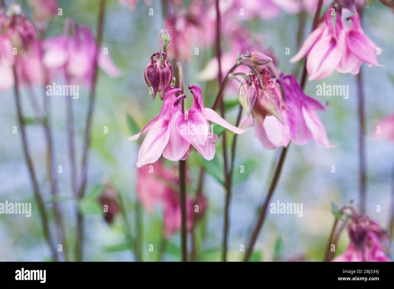 Aquilegia vulgaris la floraison au printemps. Banque D'Images