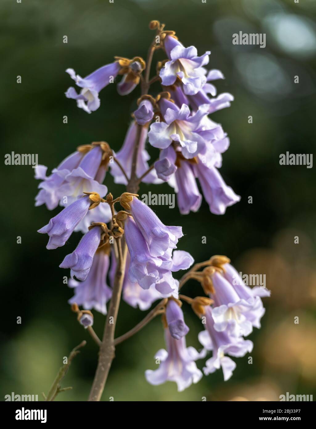 Fleurs de l'arbre Empress - Paulownia tomentosa - une espèce de Foxglove. Banque D'Images